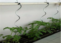 supporto della pianta di Sprial del pomodoro dei montaggi del recinto del collegamento a catena di 1.5M