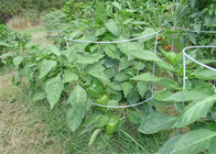 42 nel contributo della pianta di pomodori del cavo di 8 calibri al giardino